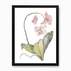 Orchid 8 Art Print