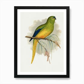 Parrot 10 Art Print