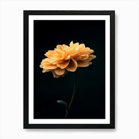 Single Dahlia Flower Art Print