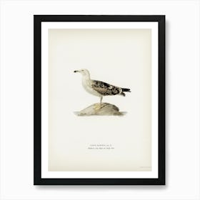 Great Black Backed Gull, The Von Wright Brothers Art Print