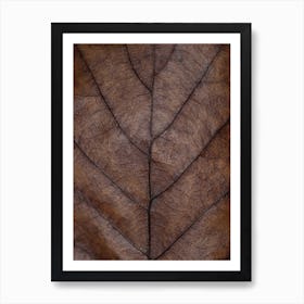 Brown Autumn Hues Oak Leaf Art Print