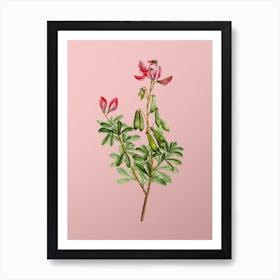 Vintage Restharrows Botanical on Soft Pink n.0425 Art Print