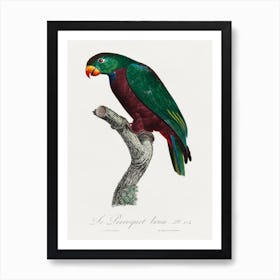 The Red Billed Parrot From Natural History Of Parrots, Francois Levaillant Art Print