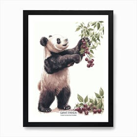 Giant Panda Picking Berries Poster 5 Art Print