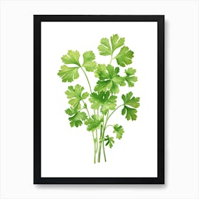 Cilantro Vintage Botanical Herbs 4 Art Print