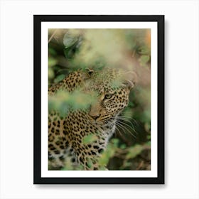 Leopard In The Bush Kenya  Art Print