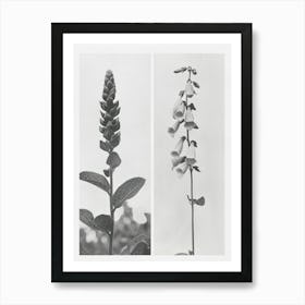 Foxglove Flower Photo Collage 2 Art Print