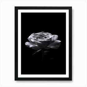 Black Rose 17 Art Print