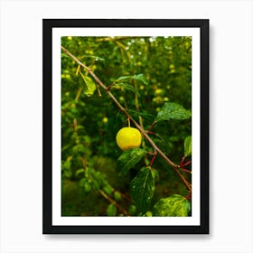 Yellow Fruit On A Tree Branch 202306031644166rt1pub Art Print