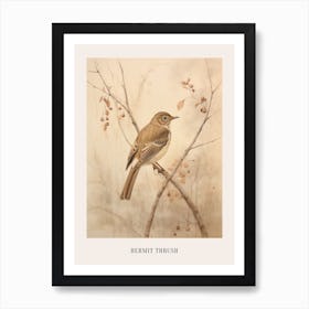 Vintage Bird Drawing Hermit Thrush 2 Poster Art Print