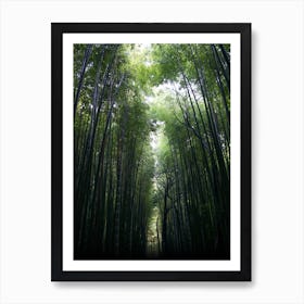 Bamboo Forest Art Print