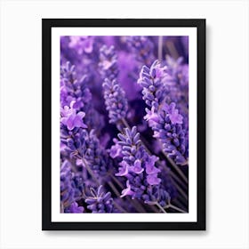 Lavender Flowers 8 Art Print