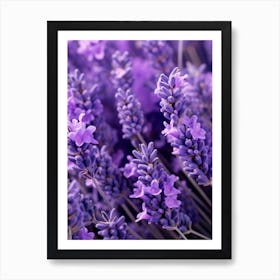 Lavender Flowers 8 Póster