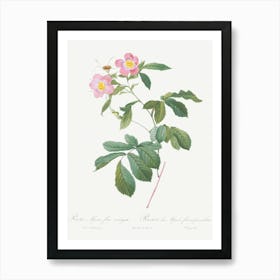 Variegated Alpine Rose, Pierre Joseph Redoute Art Print