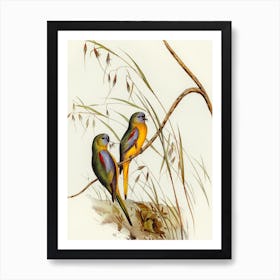 Two Parrots Perched On A Branch by Elizabeth Gould Art Print