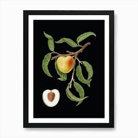 Vintage Peach Botanical Illustration on Solid Black n.0645 Art Print