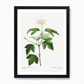 Guelder Rose, Pierre Joseph Redoute Art Print