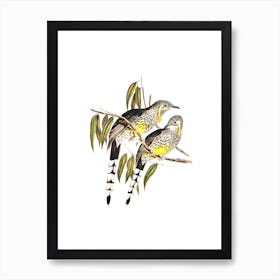 Vintage Great Wattled Honeyeater Bird Illustration on Pure White n.0287 Art Print