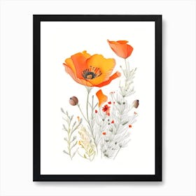 California Poppy Spices And Herbs Pencil Illustration 2 Art Print