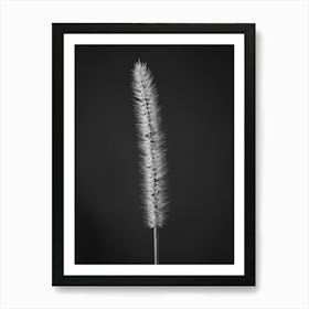 Black And White Grass Art Print