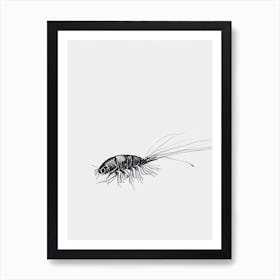 Emperor Shrimp Black & White Drawing Art Print