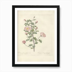 Rose Illustration, Pierre Joseph Redoute (66) Art Print