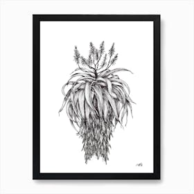 Black and White Aloe with Flowers Art Print