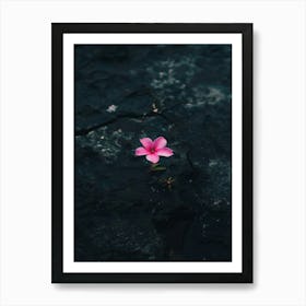 Flower On A Rock Art Print