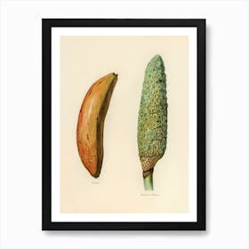 Vintage Illustration Of Banana, Monstera Deliciosa, John Wright Art Print