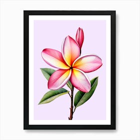 Pink Frangipani Flower Art Print