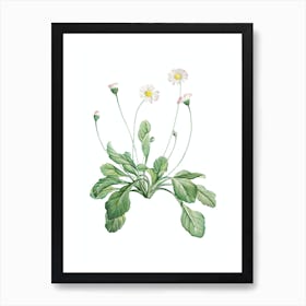Vintage Daisy Flowers Botanical Illustration on Pure White n.0167 Art Print