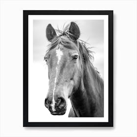 Black And White Horse Art Print