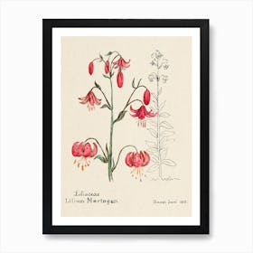 Lily, Familie Der Cacteen Art Print