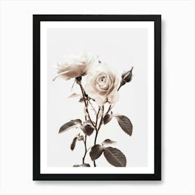 White Roses Art Print