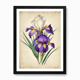 Purple Iris Art Print