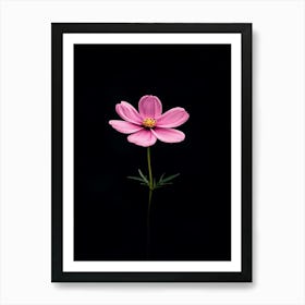 Single Pink Cosmos Flower Art Print