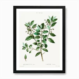 Evergreen Oak, Pierre Joseph Redoute (2) Art Print