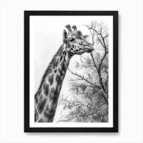 Giraffe With Head In The Branches Pencil Drawing 6 Art Print