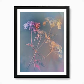 Iridescent Flower Queen Annes Lace 2 Art Print