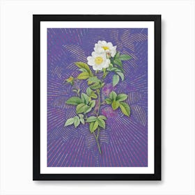 Vintage White Anjou Roses Botanical Illustration on Veri Peri n.0323 Art Print