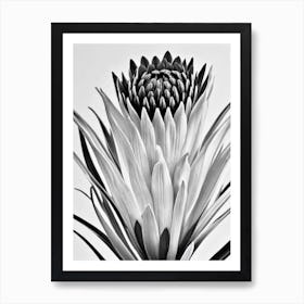 Proteas B&W Pencil 4 Flower Art Print
