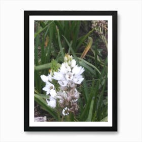 Floral Garden in Kodaikanal, India. Photograph 15 Art Print