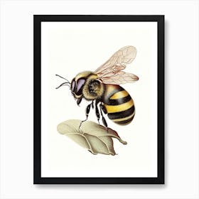 Sting Bee 4 Vintage Art Print