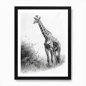 Giraffe In The Wild Pencil Drawing 2 Art Print