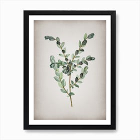 Vintage Creeping Willow Botanical on Parchment n.0447 Art Print