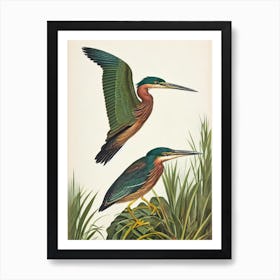 Green Heron James Audubon Vintage Style Bird Art Print