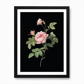 Vintage Pink Rose Turbine Botanical Illustration on Solid Black n.0423 Art Print