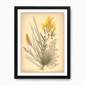 Ephedra Spices And Herbs Retro Drawing 2 Affiche