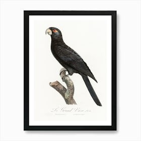 The Greater Vasa Parrot From Natural History Of Parrots, Francois Levaillant Art Print