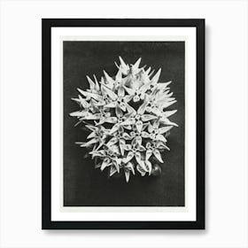 Showy Milkweed (1928), Karl Blossfeldt 1 Art Print